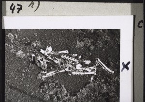 Bilder von der Reise auf den Kamerunberg m. Bächtold 1937. Affen-Skelett in einem Krater