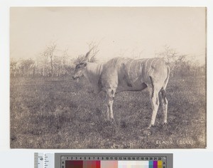 Eland, Kikuyu, Kenya, ca.1910