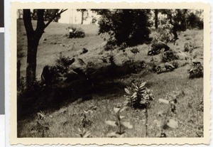 Vultures eating carrion, Ethiopia