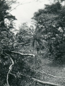 Felling of trees, in Gabon