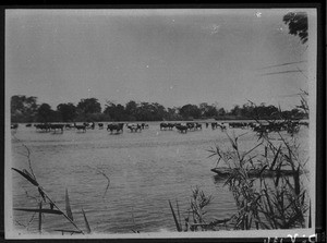 Cattle at the watering place