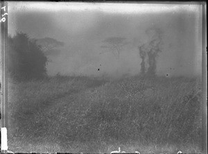 Bush fire, Mozambique, ca. 1901-1907