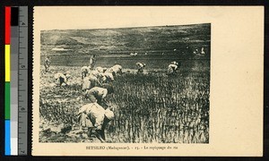 People planting rice, Madagascar, ca.1920-1940