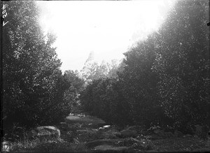 Orange grove, Lemana, Limpopo, South Africa, ca. 1906-1907