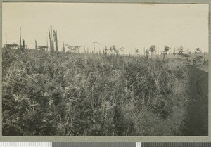 Forest regrowth, Rift valley, Kenya, ca.1924