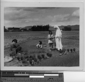 Maryknoll Sister with Chinese family and rice crops at Shwizhai, China, 1949