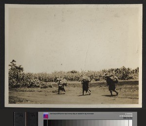 Women Carrying Loads, Tumtumu, Kenya, September 1926