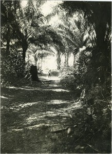 Path to Bonabeke, near Yabassi, in Cameroon