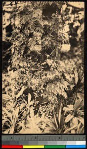 Flowers growing closely together, Congo, ca.1920-1940