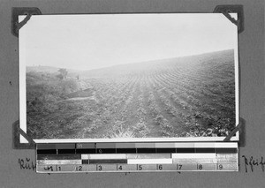 Coffee plantation, Rutenganio, Tanzania, ca.1929-1930