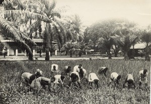 Cultivation by the girls, in Cameroon