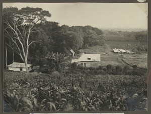 Coffee plantation, Makumira, Tanzania, ca.1929-1940