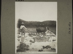 Eggen mit sogenannter brauner Kuh (Zebu). Die Egge ist einfach ein eiserner Rechen