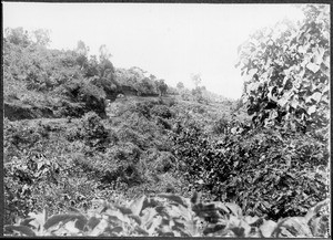 Slope behind Kilema, Tanzania, ca.1901-1910