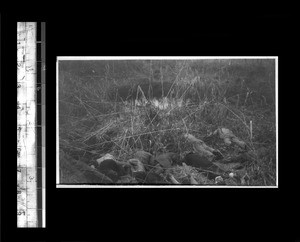 Bodies of victims of Nanjing Massacre, Nanjing, China,1937