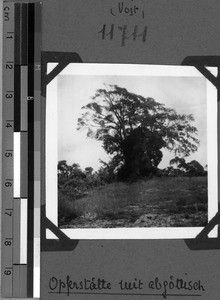 Sacrificial site with sacred tree, Tanzania, 1938-1939