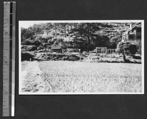 Field and poultry yard at Fukien Christian University, Fuzhou, Fujian, China, ca.1937