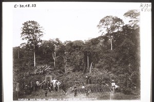 Pupils in Bombe (Cameroon) cutting grass. The missionaries Chapuis, G. Spellenberg, Greule