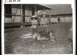 Erlegte Antilope vor dem Miss. Haus in Fumban