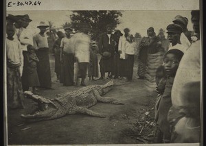 Crocodile in Duala. Before it was killed it was itself responsible for the deaths of a European and an African boy