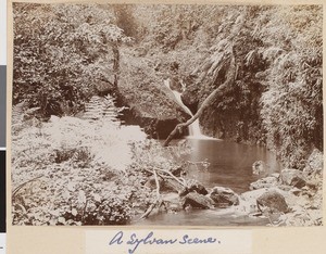 Lush vegetation with water flowing down a slope