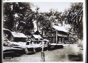 "Drying cocoa in Cameroon."