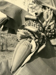 Flower of a banana tree, in Gabon