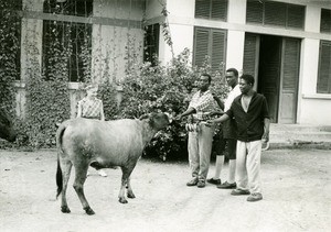 Cow in Ebeigne, Gabon