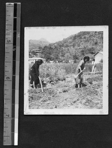 Field work with vegetables at Fukien Christian University, Fuzhou, Fujian, China, ca.1948