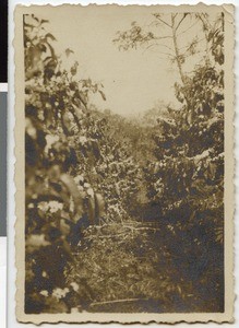 Coffee plantation, Ethiopia