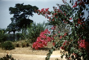 The bougainvillea at Bankim mission, Adamaoua, Cameroon, 1953-1968