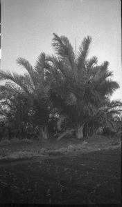 Vegetable garden, Ricatla, Mozambique