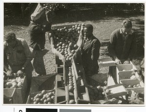 Workers sorting oranges, South Africa