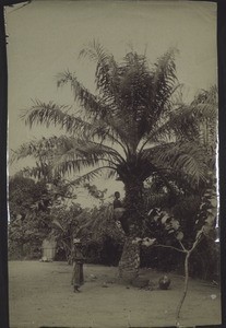 A young man hacking palm nuts down