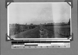 Coffee and tea plantations, Rungwe, Tanzania, ca.1929-1930