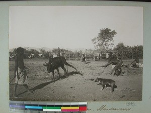 Cattle being branded, Mandronarivo, Madagascar, 1905