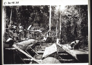 Saw pits in the jungle near Bombe. The tree-trunk at the back has a diameter of 1,80 m