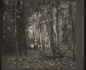 Path through the jungle