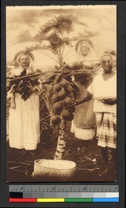 Missionary sisters and woman standing by young papaya tree, Congo, ca.1920-1940