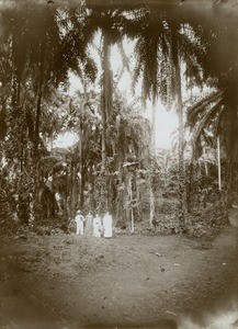Missionaries under palm trees in Gabon