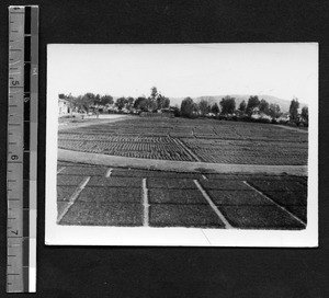 Experimental wheat fields at Fukien Christian University, Fuzhou, Fujian, China, ca.1946