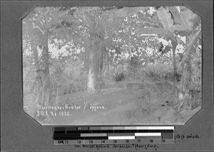 Missionary graves, Ipyana, Tanzania