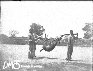 African men returning from a hunt, Matutwini, Mozambique, ca. 1896-1911