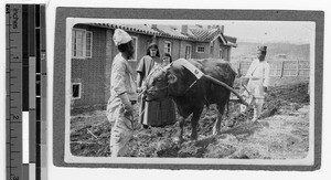 Plowing the fields, Gishu, Korea, 1925