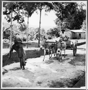 Donkey cart, Tanzania, ca.1927-1938