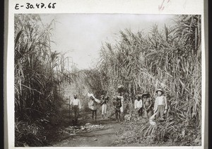 Marching through Elephant Grass