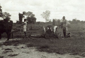 Sleigh in Cameroon