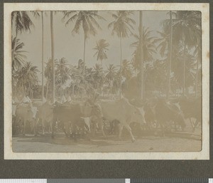 Cattle at troop camp, Dar es Salaam, Tanzania, July 1917