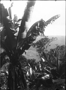 Wild banana trees, Lemana, Limpopo, South Africa, ca. 1906-1907