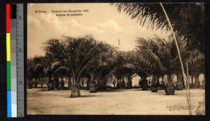 Palm trees, Bangalas, Congo, ca.1920-1940